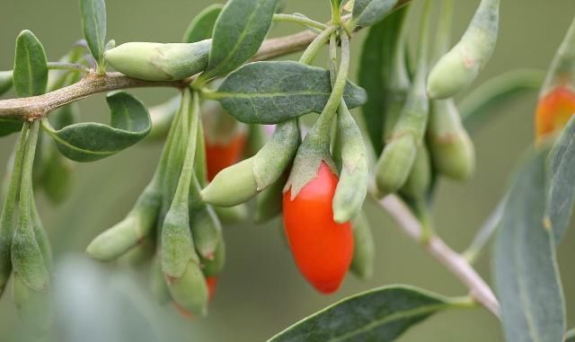 女贞子|有一味不被重视的中药，补肝肾还明目生乌发，与枸杞比哪个好