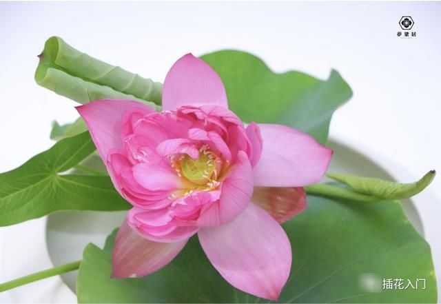 樟树花