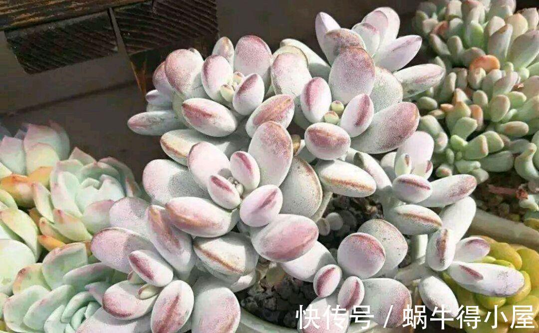 多肉福娘里好看却不容易养好的胖美人，乒乓福娘