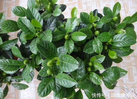 养护|栀子花养成“黄脸婆”，剪一刀、浇点酸水，20天叶片油绿、翠亮