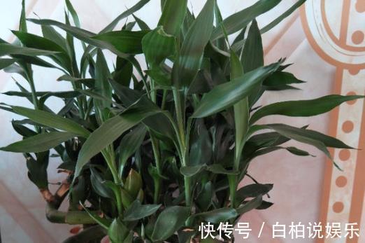 天冷|给4种花“吃醋”，30天浇“1斤”，枝叶乱窜，天冷一样长！