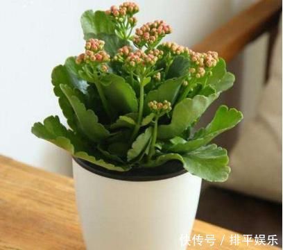 长寿花不开花，还容易黄叶，老花农教你4招，叶片油绿，花比叶多