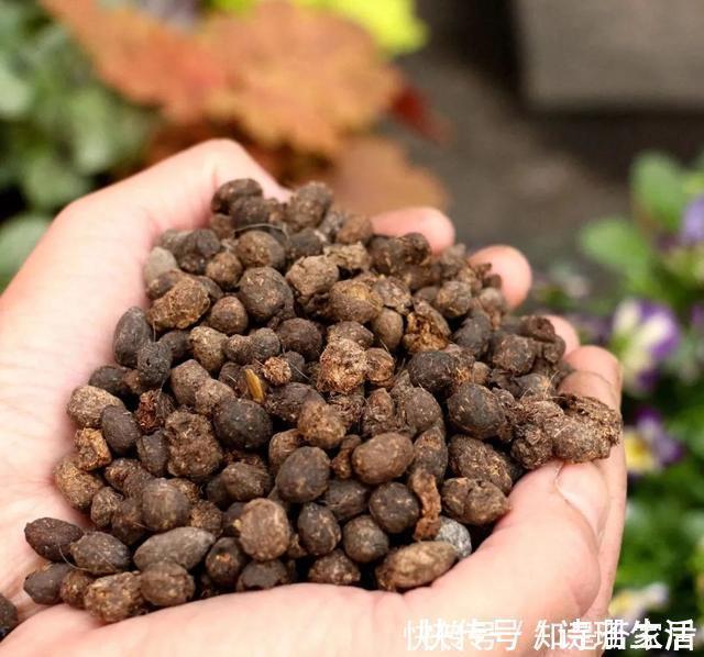 小东西|牛人养花,常用这4种小东西,养花土里掺一点,啥花都能养爆盆