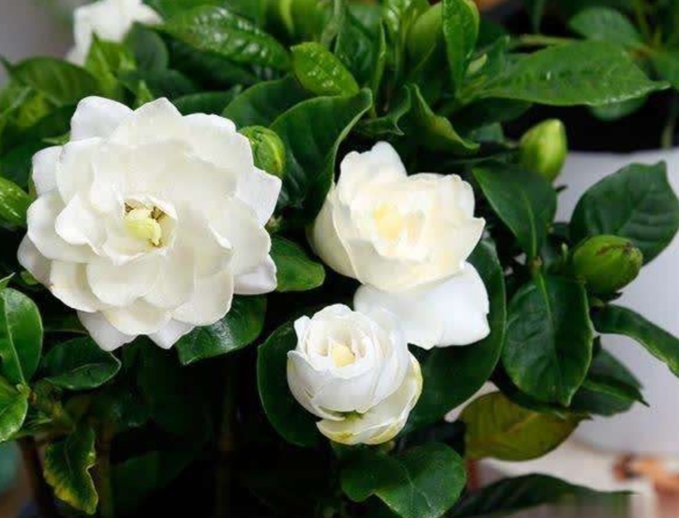 家里养栀子花,常用“2种肥水”,叶子浓绿、开花又多