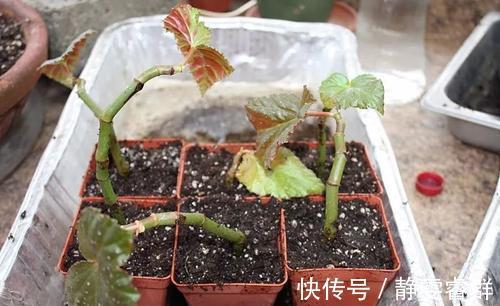 土壤|3种漂亮花,别再花钱买,朋友家摘几片叶子,插在土里就生根!