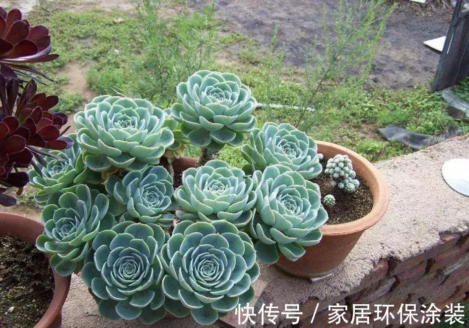 漂亮|5种漂亮花,都是“夏必死”,十个八个养不好,花市见了也别买
