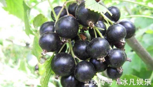 黑加仑黑加仑|子宫光滑的女人,都爱吃以下3种水果,排毒养颜、保护子宫不显老