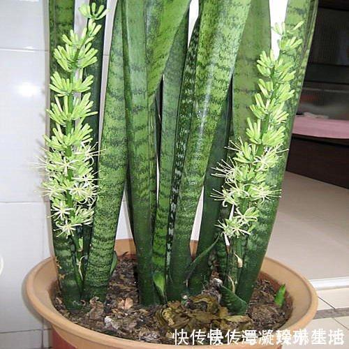 肥厚|养这10种花,再喜欢也别多浇水,少浇水,不管它,反而花更多