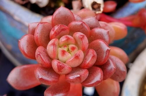 附图|有没有喜欢多肉植物，但养啥死啥，最后只剩下一堆盆儿的人？