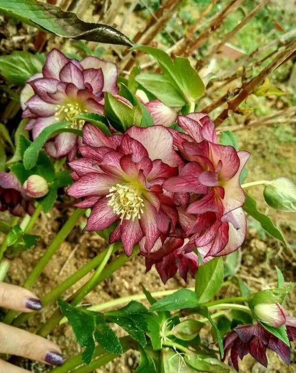 零下10度冻不死的花,不用搬进屋,冬天狂开花!