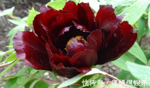 初乌|喜欢牡丹,就养盆“黑色牡丹”初乌,花色浓艳,雍容华贵!