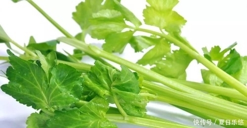 红枣和此菜一起煮,治疗高血压,降低血液黏稠度,改善血管硬化