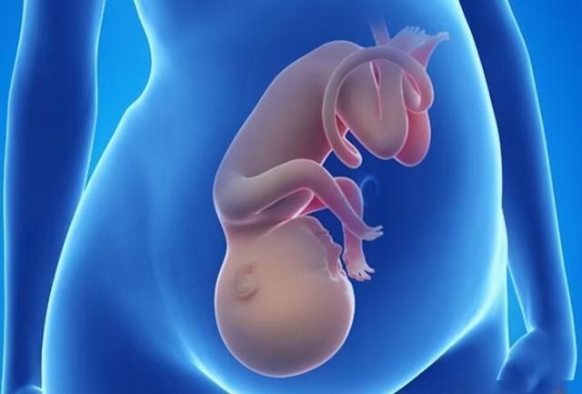 胎儿|到了这个孕周，胎儿“胎位”基本固定，以后再纠正就难了