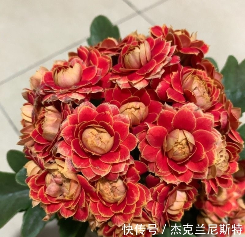 旺盛|夏天养长寿花,有“2步”很重要,轻松度夏,秋冬更旺盛