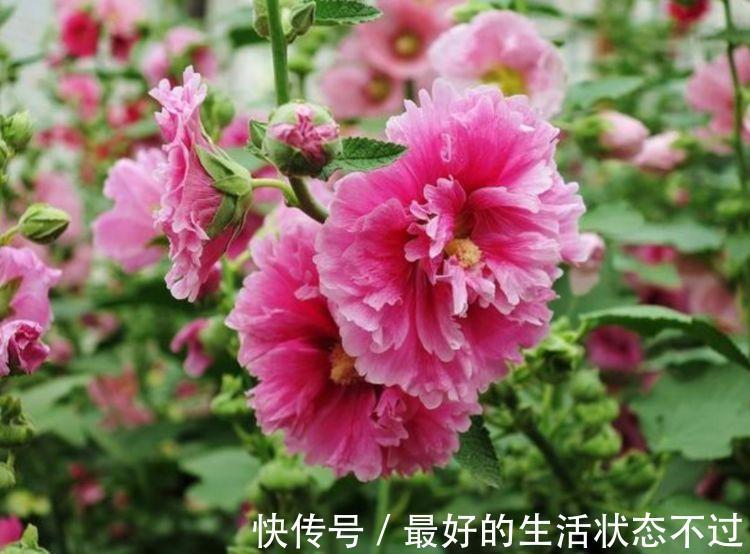 家养此款花卉，开花勤爱爆盆，直接变成小花园，花朵硕大，花期长