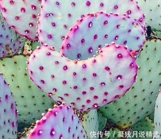 仙人掌很常见,但是这么美的还是第一次见!好想养几株!