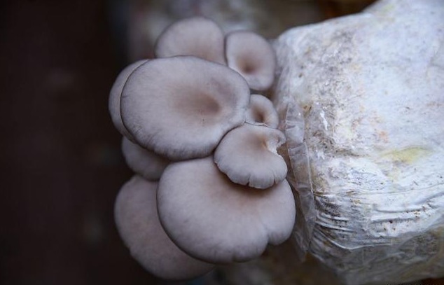 胆固醇|三类食物，堪称“降脂高手”，经常端上饭桌，血液更“清澈”