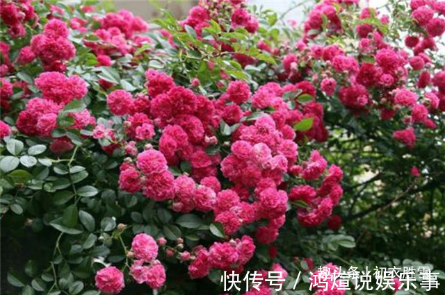 蔷薇$蔷薇唯美诗词5首,蝶交飞,戏蔷薇,治愈你的伤春