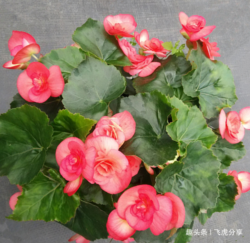 盆栽|五种常年不落花的居家盆栽,花开四季,比长寿花好看还好养