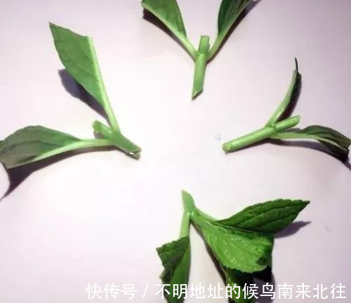 阳台变花园，8种花现在养，半个月就爆满阳台，长的飞快花也多