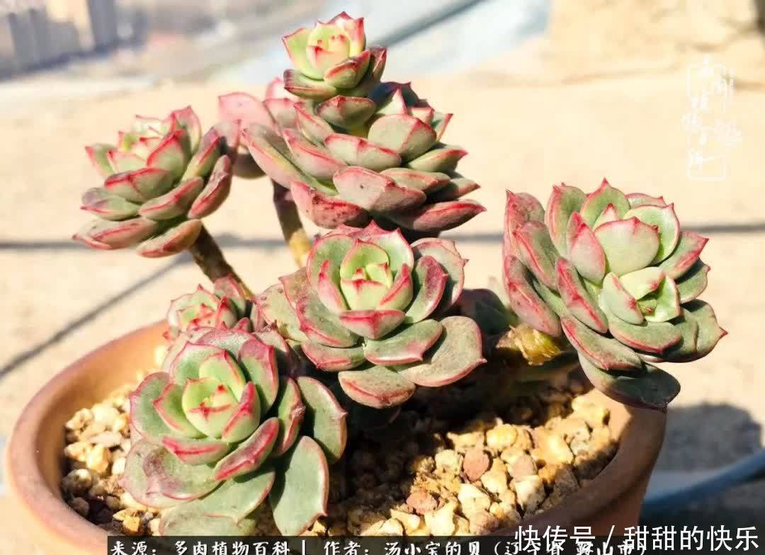 蚧壳虫|远嫁他乡,多肉是我孤寂时最美的陪伴!