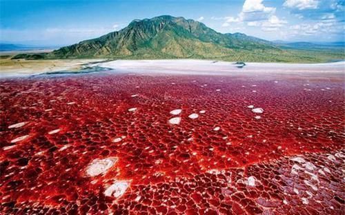  石头|非洲一处红色的湖泊，被称为“血湖”，生物与其接触会变成石头