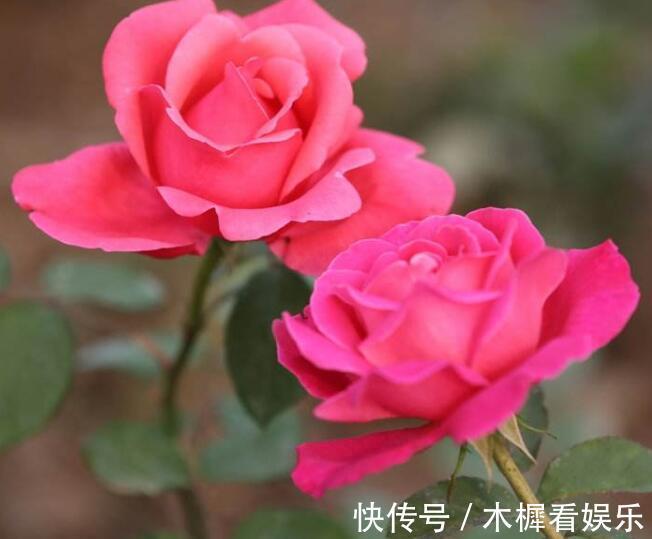 病因|月季得了根瘤病怎么办教你“4法”,找对病因,提早预防是关键