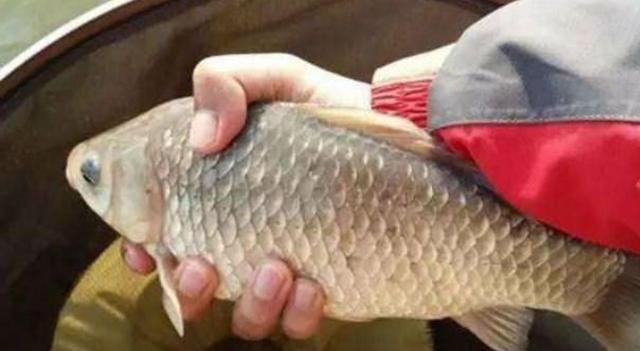 玉米|气温一降，我就喜欢用这鲫鱼特效窝料，百试百灵，刚入水就来鱼