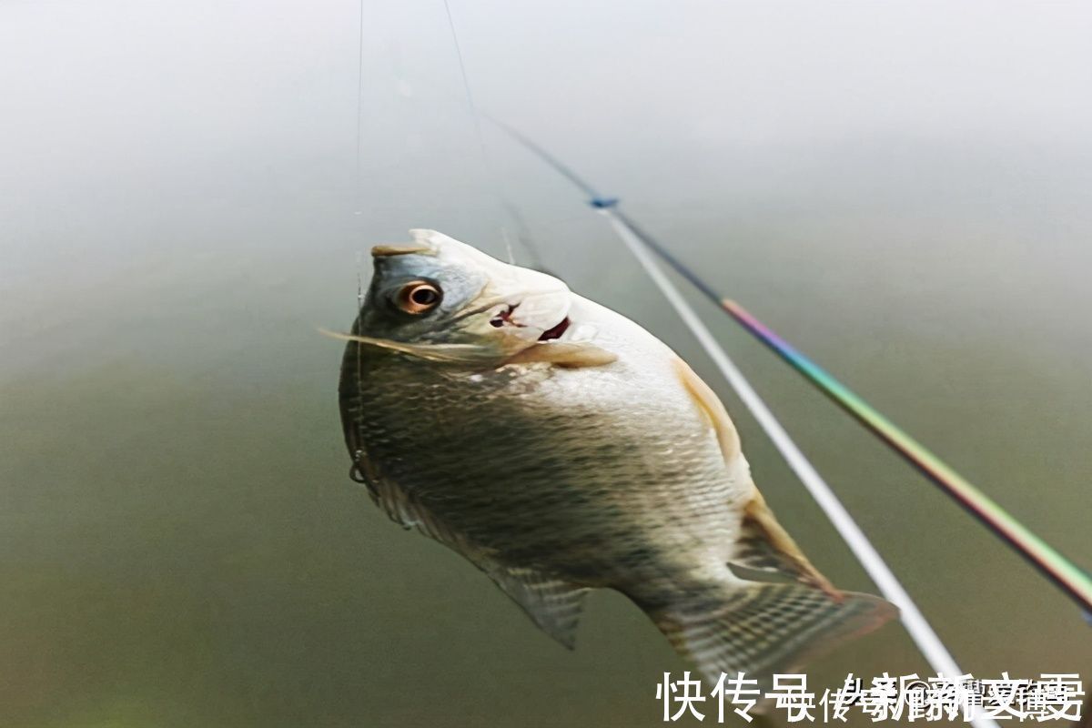 钓具|钓友脑洞大开，鸡肝十三香钓罗非，渔获让他“出人头地”