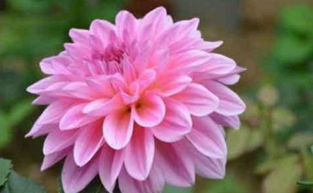 花期|4种花，扔土里就能开花，花期长，颜色丰富，年年开花美翻