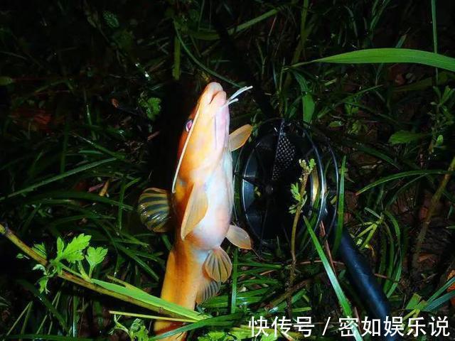 鲿科|重庆山里的奇鱼,随山洪而出现,钓鱼人称它“小黄龙”