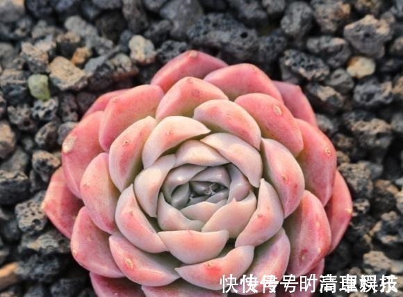 颗粒|养好多肉很容易,工地挖点河沙,纯河沙也能养多肉,根系超发达