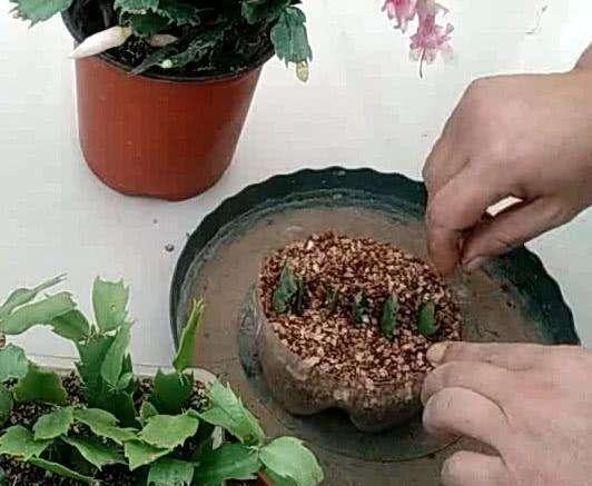 蟹爪兰不用买,剪片叶子,插“石头粒”中,7天生根插一盆旺一盆