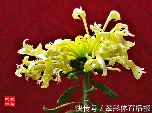 喜欢牡丹,不如养“珍稀名菊”白鹿角,似鹿角昂扬,熏染多姿