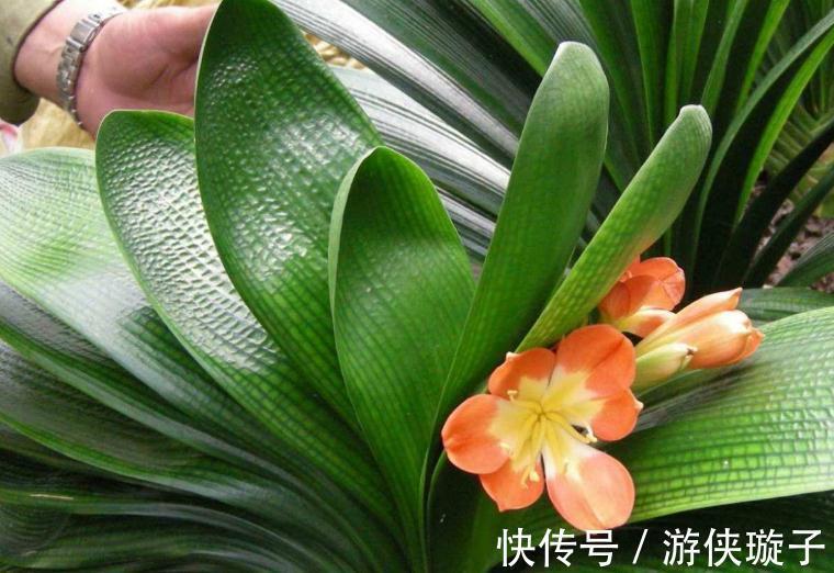 3种花冻伤不要扔,教你此样做,快速恢复生机,很有观赏性