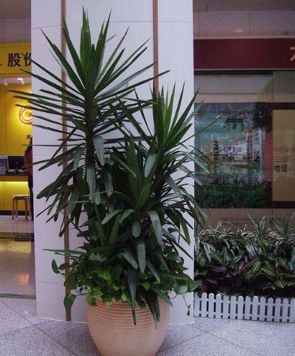 客厅养一盆“荷兰铁”，不仅风格特殊，还很好养护，最适合懒人了