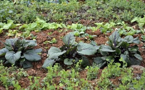 红油菜苔种植技术图