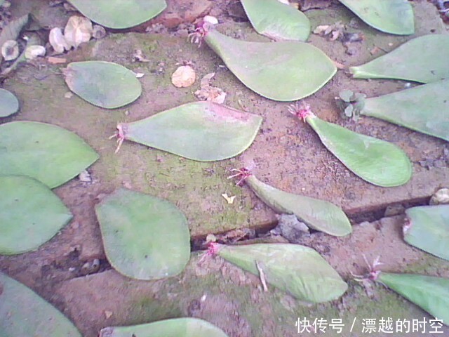 春天养“3种花”,叶子扔盆里,10天生根、发芽,养好能开花