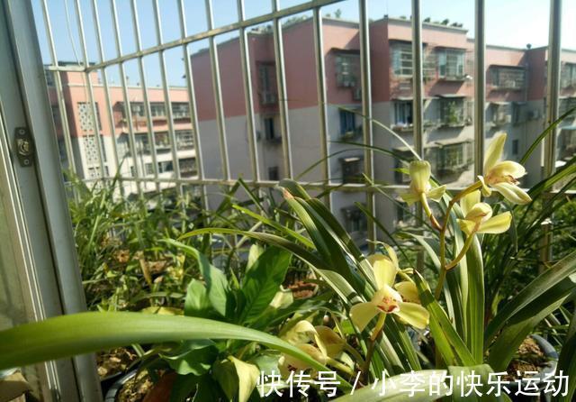 兰花花期实在长得慢?老花匠教你一招,让它30天内就开爆盆