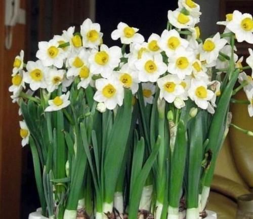  水仙花|4种花一年开花多次，香气四溢，好养易活，适合新手养