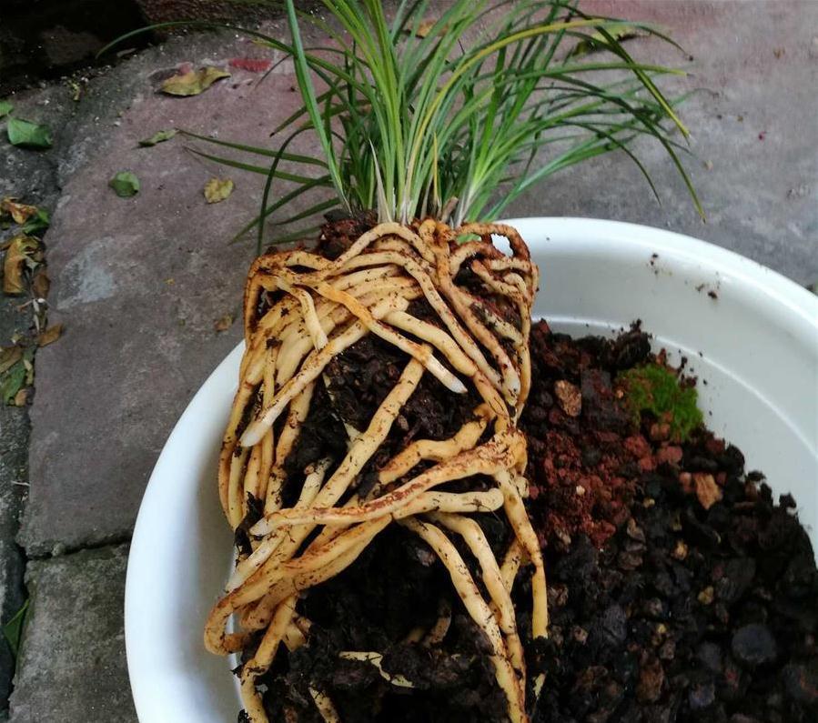 给兰花换盆换土，看根系就知道，兰花养得好