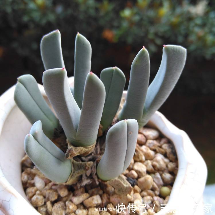 这多肉长的还真怪,像龙虾的“大钳子”,你敢养吗