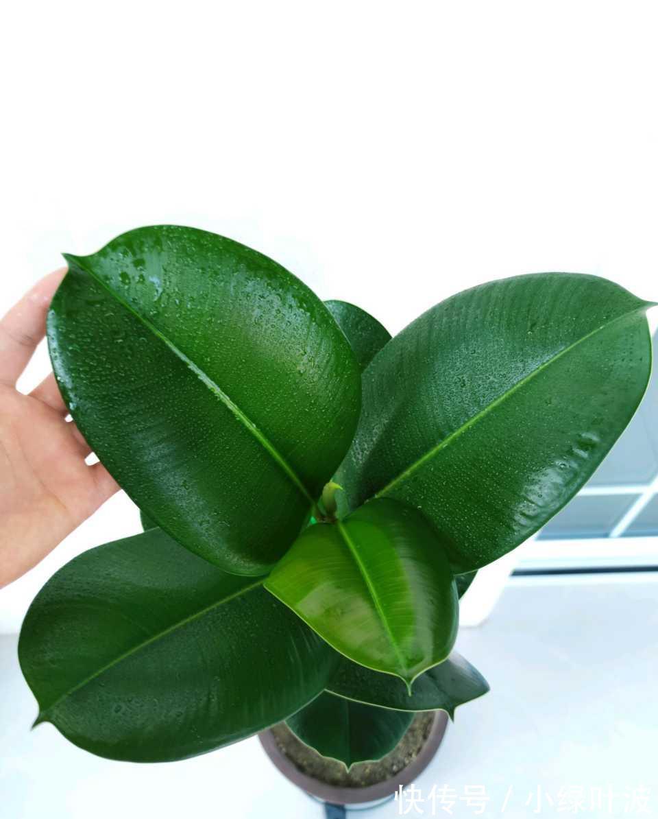 啤酒|橡皮树发财树用它浇一浇,叶子干净闪亮,天热也会蹭蹭长!