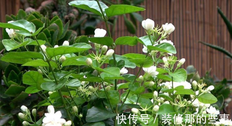 自制肥|喜欢养花,夏季就抽点空自制肥,闷2、3个月就能用了