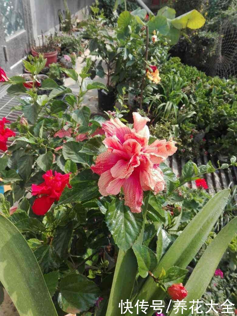 在家里养扶桑，只要温度合适，一年四季都能开花