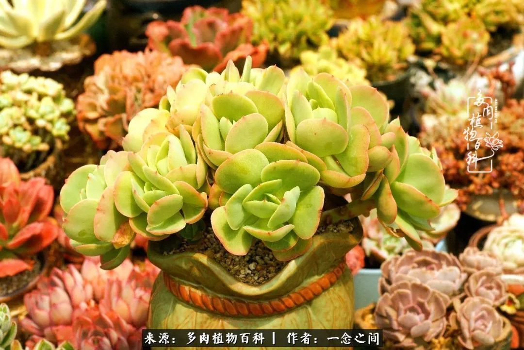 群友聊多肉没有最二只有更二,爆笑百科二群的二货二事!