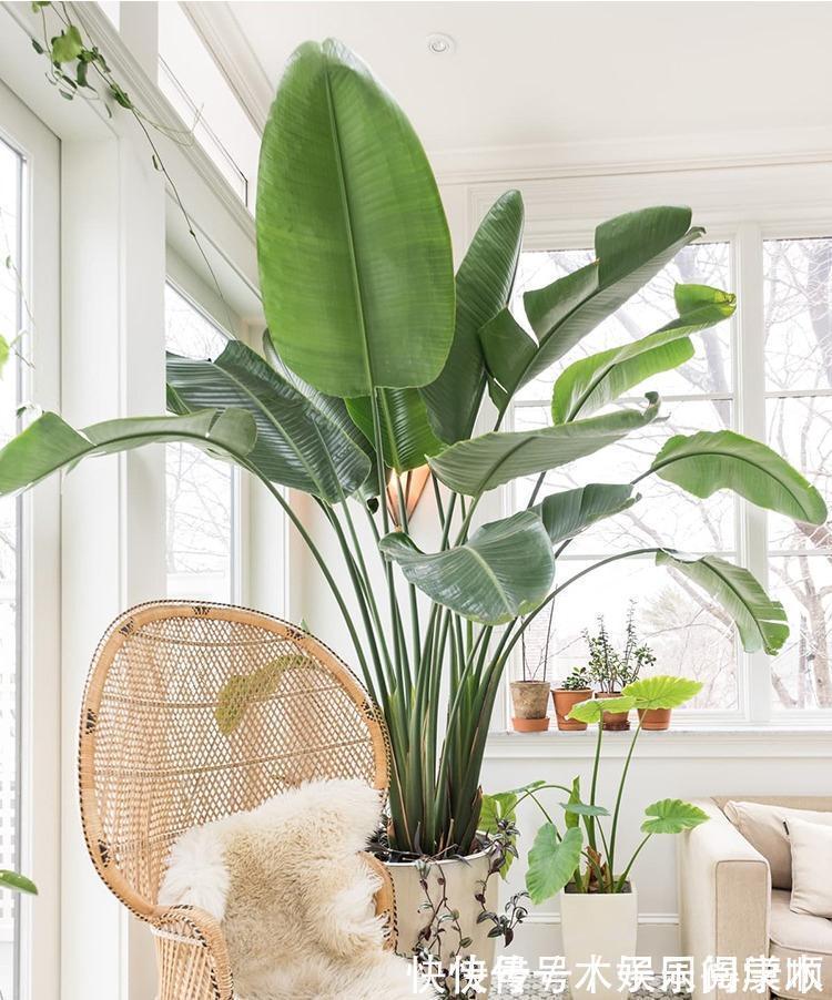 4种花要富养,根多“爱吃土”喜欢大花盆,用对了利于生长和开花