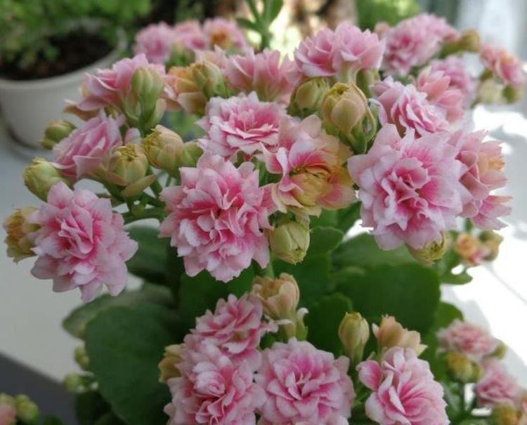 开花最香的4种花，家里养一盆，满屋飘香，比绿萝好养