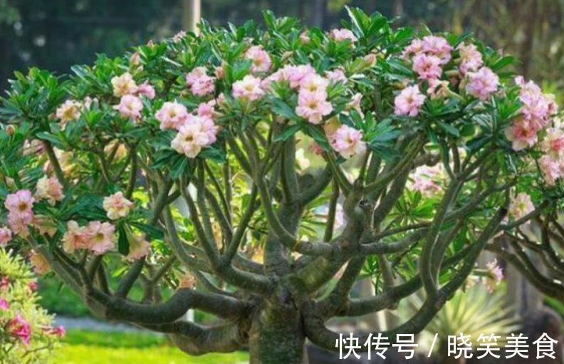 养6种花怕水多，烂根又烂叶，水少长势旺，开花开得多