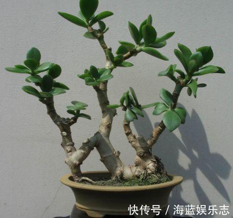 养护|教你2个“小诀窍”,快速把玉树养成“小老桩”,造型优美